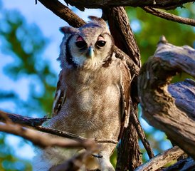48 Tage Botswana und Simbabwe Safari: Entdecken Sie Victoriafälle, Chobe und das Delta - Photo 1
