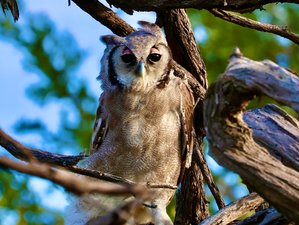 8 Days Botswana and Zimbabwe Safari: Explore Victoria Falls, Chobe and the Delta 
