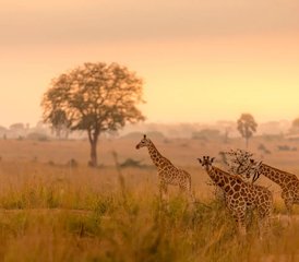 3 jours safari de la migration des gnous en Tanzanie, Tanzanie - Photo 3