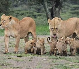 7 días de safari privado de acampada en Tanzania - Photo 2