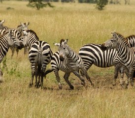 55 jours en safari de camping palpitant dans le Serengeti et le cratère du Ngorongoro, Tanzanie - Photo 1