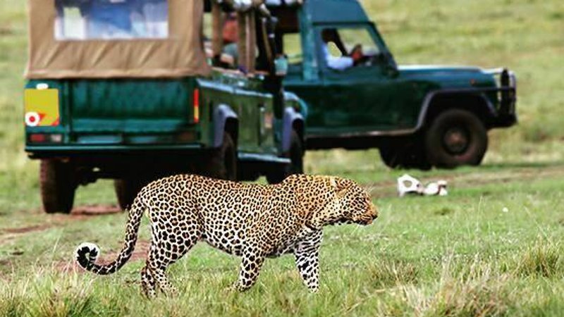 7 Days Masai Mara, Lake Nakuru, and Amboseli Safari in Kenya 