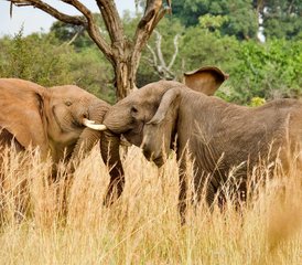 1111 Tage Luxus-Safari in Tansania und Sansibar Insel-Tour - Photo 1