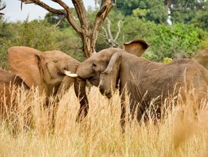 11-Daagse Tanzania Luxe Safari en Zanzibar Eiland Tour