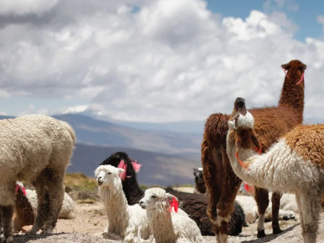 12 Day Guided Motorcycle Tour in Bolivia: Conquer the Diverse Landscapes of the Bolivian Andes photo 7