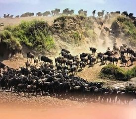 5 Day Tarangire, Manyara, Serengeti National Parks  and Ngorongoro Crater Safari Tour in Tanzania - Photo 5