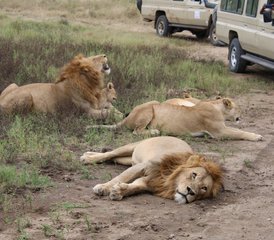 6 Day Authentic Vacation Adventure Tanzania Private Safari - Photo 3