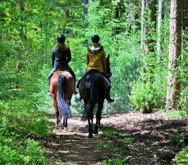 06 Tage Reittour mit Gestüt, Windmühlen und ganzer Tag bei Military Boekelo in den Niederlanden - Photo 1