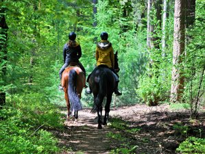 6 Day Horse Riding Tour with Stud Farm, Windmills, and Full Day at Military Boekelo in Netherlands