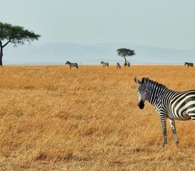 3 Tage Tsavo-Ost- und Taita-Hills-Safari in Kenia - Photo 2
