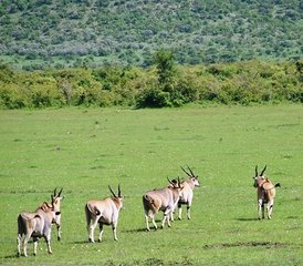 8-Daagse Beste van Tanzania Budget Kampeersafari - Photo 4