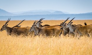 Nairobi Retreats und Reisen