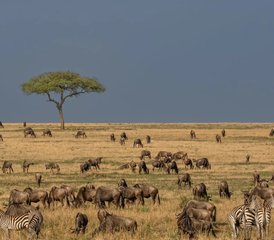 5 Tage Savannah-Expedition, Serengeti-Migration und Big-5-Safari in Tansania ab Sansibar - Photo 2