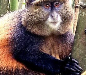 8 días de safari de trekking para ver chimpancés, gorilas y monos dorados en Uganda - Photo 2