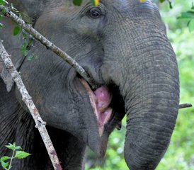 63 días de safari en el Parque Nacional Kumana, en Sri Lanka, con safari matutino por la laguna y los manglares - Photo 1