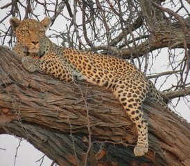 3-Daagse Safari in Central Kalahari Game Reserve - Photo 4
