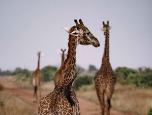 10 Tage Kenia Safari im Tsavo Nationalpark und Strand Yoga Abenteuer in Diani Beach