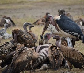 413 jours en safari de groupe économique au Kenya et en Tanzanie - Photo 1