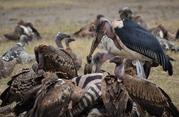 13 días de safari en grupo económico por Kenia y Tanzania