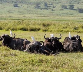 4 Tage Tansania Safari mit Heißluftballon in Tarangire, Serengeti und am Ngorongoro-Krater - Photo 3