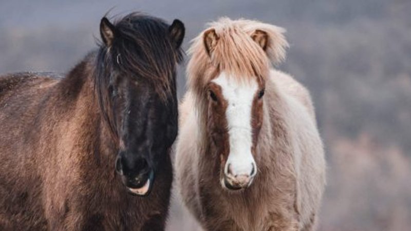 7 Day Equestrian Tour in Hungary for Experienced Riders and Beginners