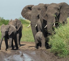 5 Tage Tansania-Safari in der Serengeti und den Ngorongoro-Hochländern und Krater - Photo 4