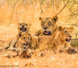 8 Tage Abenteuer-Safari in Uganda: Gorilla-Trekking und Nil-Rafting   - Photo 2