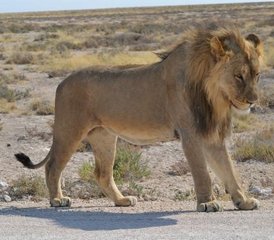 11 días de safari en Namibia con alojamiento incluido - Photo 5