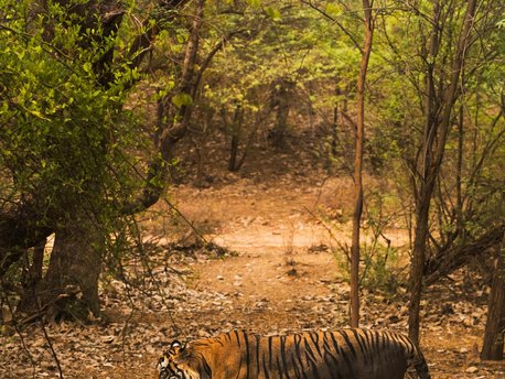 Sawai Madhopur