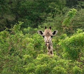 2-Tage-Tansania-Safari: Erkunden Sie den Tarangire Nationalpark und den Ngorongoro-Krater - Photo 2