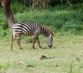 5-Daagse Maak Onvergetelijke Herinneringen Tijdens Game Park Safari in Tanzania - Photo 5