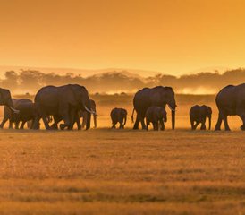 3-Daagse Safari voor Een Wilde Ontmoeting in Murchison Falls National Park, Oeganda - Photo 5