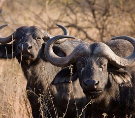 3 Days Big Safari - Serengeti and Ngorongoro Crater in Tanzania - Photo 4