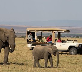 7 jours en stage de safari des chimpanzés à la Grande Vallée du Rift au Kenya - Photo 5