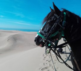 8 jours en stage d’équitation à Paradise Valley, montagnes du Haut Atlas et plages, Maroc - Photo 2
