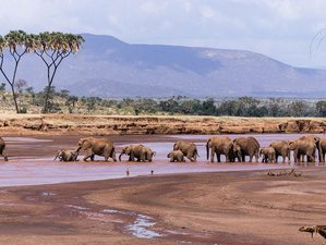 7 Day Kenya Safari at Samburu National Reserve, Lake Nakuru, and Masai Mara