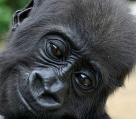 20 Tage Gorilla-Trekking und Safari-Tour in Uganda - Photo 4