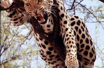 2 Day Short Safari in Mikumi National Park