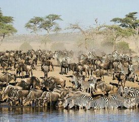 7 Tage Beste von Tansania Manyara Serengeti und Ngorongoro Mittelklasse Safari in Tansania - Photo 2