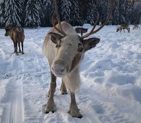 6 Day Bikram Yoga Holiday and Northern Lights Safari in Sörbyn, Sweden - Photo 4