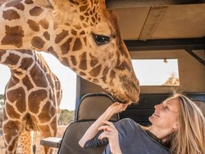6 Day Kenya Big 5 Safari at Masai Mara, Lake Naivasha, and Amboseli