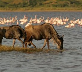 4 jours safari économique en Tanzanie au Serengeti, Tarangire et cratère du Ngorongoro, Tanzanie - Photo 3