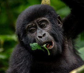 103 Day Gorilla Trekking Safari in Bwindi and Lake Bunyonyi Cruise in Uganda - Photo 1