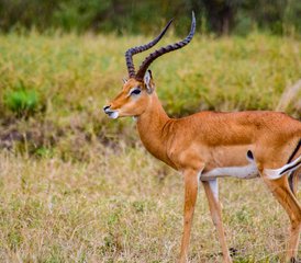 4 Tage Privater Budget-Camping-Safari in der Masai Mara in Kenia per Straße - Photo 4