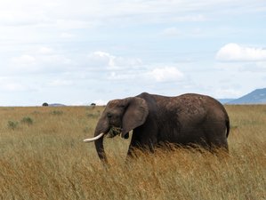 7 Day Maasai Mara, Lake Nakuru, Lake Naivasha and Amboseli Budget Safari in Kenya