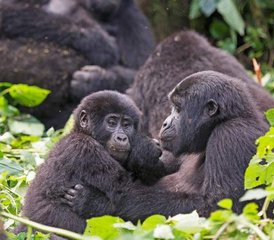 10-Daagse Wildlife Safari in Bwindi, Kibale en Meer met Gorilla Trekking en Boottochten in Oeganda - Photo 5