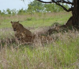 8 jours en stage de vacances à la plage à Zanzibar et safari au parc national de Mikumi, Tanzanie - Photo 2