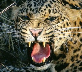 04-Daagse Ontzagwekkende Wildlife-ervaring in Bardiya National Park, Bardiya, Nepal - Photo 1