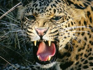 4 Day Astonishing Wildlife Experience in Bardiya National Park, Bardiya, Nepal