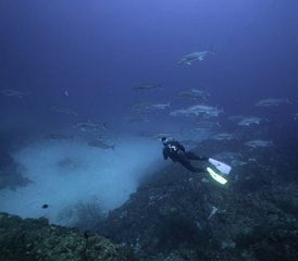 8 Day of Ocean Thrills: Beginner-friendly Dive with PADI Certification and Surf in Tenerife, Spain - Photo 2